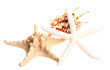 White finger starfish and seashells on white