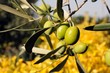 olive italiane