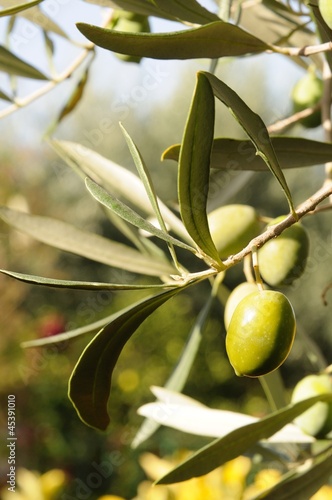 Photo: olive extravergini olive extravergini