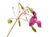 Indisches Springkraut