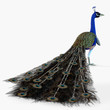 Peacock Profile