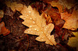 Leaf autumn