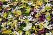 lot of leaves on the floor