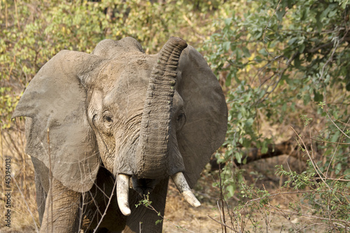 Photo: elefant6 elefant6