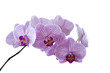 Orchidee