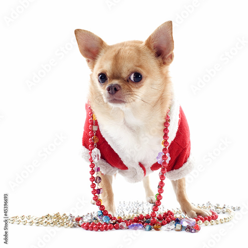 Photo: dressed chihuahua dressed chihuahua