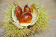 chestnut