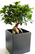 Bonsai - Ficus Ginseng