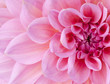 dahlia