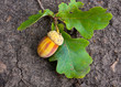 Photo: oak acorn oak acorn