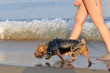 Yorkshire terrier, passeggiata sulla spiaggia
