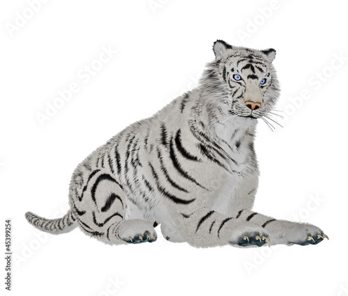 Illustration: White tiger relaxing White tiger relaxing