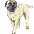 vector sketch portrait of the domestic dog breed Bullmastiff sta