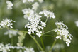 Caraway (Carum carvi) or meridian fennel