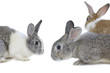 Close up cute three rabbits