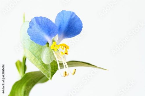 Photo: 小さな青い露草Asiatic dayflower 小さな青い露草Asiatic dayflower