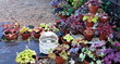 pretty heucheras