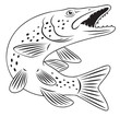 pike fish