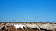 herd sheep on the pasture