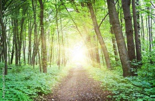 Photo: Forest Forest