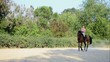 Young girl riding a horse
