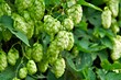 Ripe Hop