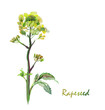 Watercolor -Rapeseed flower-