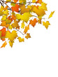 Herbstblätter, Herbst, Blätter, Hintergrund, Postkarte, Autumn