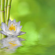 nenufar con bambú y fondo verde con reflejo