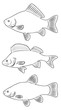 freshwater fish