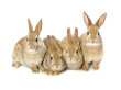 lovely baby bunnies