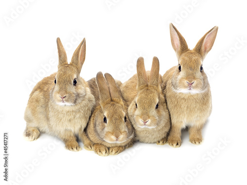 Photo: lovely baby bunnies lovely baby bunnies