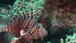 Video: Unterwasserwelt - Am Riff, Rotes Meer Unterwasserwelt - Am Riff, Rotes Meer