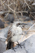 Mockingbird perched on volcanic rock in the Galapagos Islands