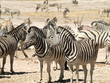 Herd of Zebras @ Namibia