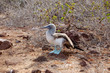 Blue-footed booby standing on volcanic rock