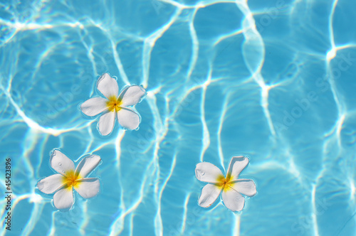 Photo: Frangipani flower in the swimming pool Frangipani flower in the swimming pool