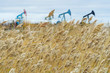 Reed in the wind with the oil pump in the background
