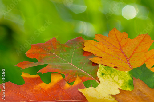 Photo: Background from autumn leaves Background from autumn leaves