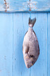 Fisch am Haken