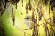 spotted flycatcher
