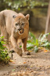 Cougar