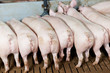 buttocks of young group piglet feeding