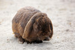 Bunny