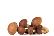Birkenpilz, Steinpilz, Pilz