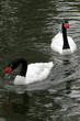 Swans
