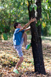 Happy child climbing in a tree