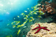Foto: stunning red starfish and snappers stunning red starfish and snappers