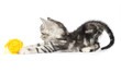 Grey kitten playing