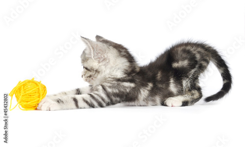 Photo: Grey kitten playing Grey kitten playing